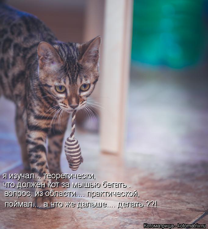 Котоматрица: я изучал... теоретически,  что должен кот за мышью бегать . вопрос, из области.... практической, поймал.... а что же дальше.... делать ??!