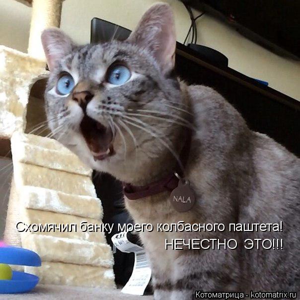 Котоматрица: Схомячил банку моего колбасного паштета! НЕЧЕСТНО  ЭТО!!!