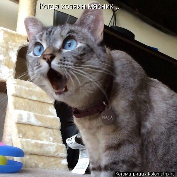 Котоматрица: Когда хозяин мясник...