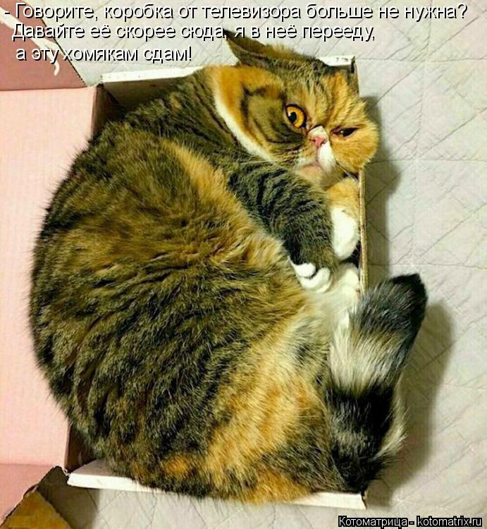 Котоматрица: - Говорите, коробка от телевизора больше не нужна? Давайте её скорее сюда, я в неё перееду,  а эту хомякам сдам!