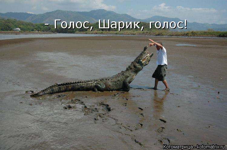 Котоматрица: - Голос, Шарик, голос!