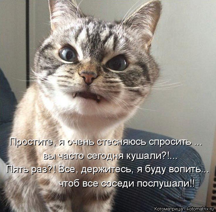 Котоматрица: Простите, я очень стесняюсь спросить ... вы часто сегодня кушали?!... Пять раз?! Все, держитесь, я буду вопить... чтоб все соседи послушали!!