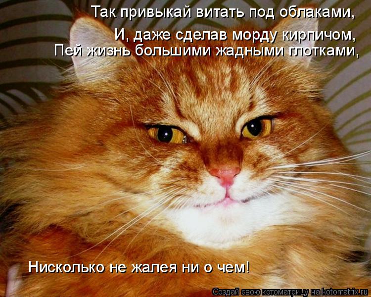И, даже сделав морду кирпичом, Так привыкай витать под облаками, Пей жизнь большими жадными глоткам... Котоматрица: И, даже сделав морду кирпичом, Так привыкай витать под облаками, Пей жизнь большими жадными глотками, Нисколько не жалея ни о чем!