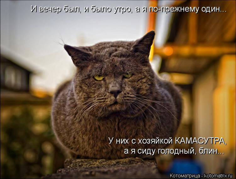 Котоматрица: И вечер был, и было утро, а я по-прежнему один... У них с хозяйкой КАМАСУТРА,  а я сиду голодный, блин...