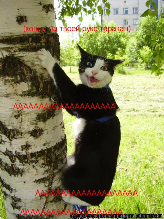 Котоматрица: (когда  на твоей руке таракан) АААААААААААААААААААА АААААААААААААААААААА АААААААААААААААААААА