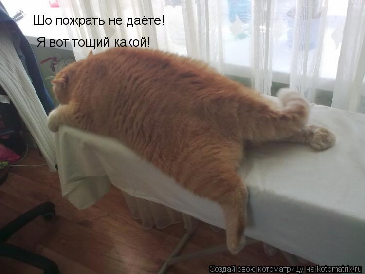 Котоматрица: Шо пожрать не даёте! Я вот тощий какой!