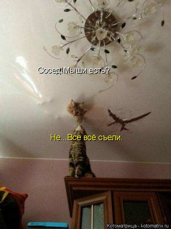 Котоматрица: Сосед!Мыши есть? Не...Все всё съели.