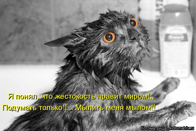 Котоматрица: Я понял, что жестокость правит миром!... Подумать только!!... Мылить меня мылом!!