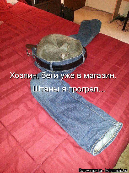 Котоматрица: Хозяин, беги уже в магазин. Штаны я прогрел...