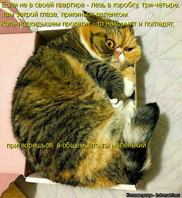 Котоматрица: Если не в своей квартире - лезь в коробку, три-четыре,  там закрой глаза, прикинься валенком. Коль подкидышем прокатит - то накормят и погладя
