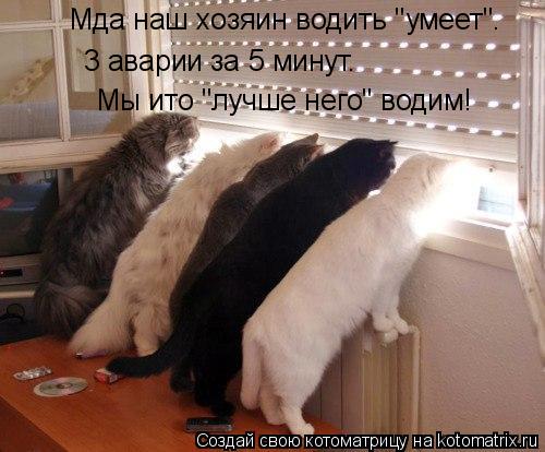 Котоматрица: Мда наш хозяин водить "умеет". 3 аварии за 5 минут. Мы ито "лучше него" водим!