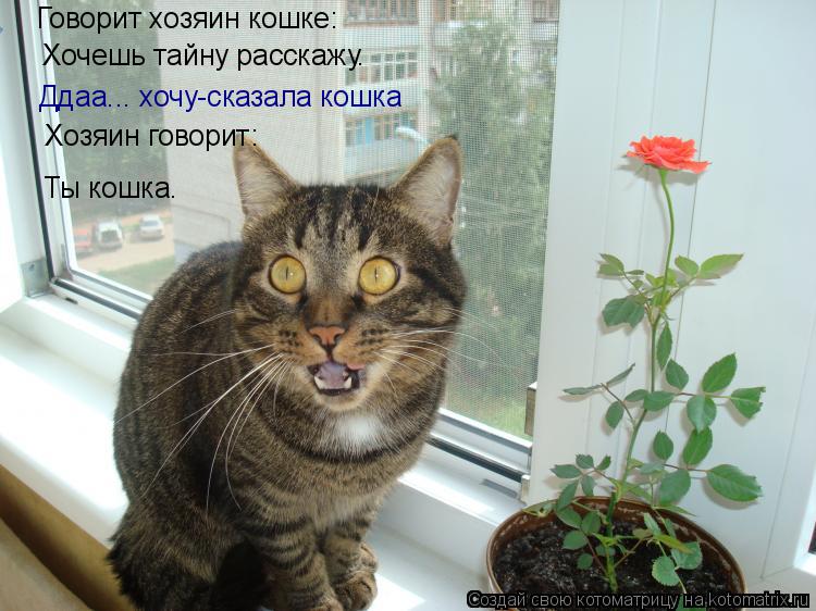Что говорит кошка о хозяине Что говорит кошка о хозяине