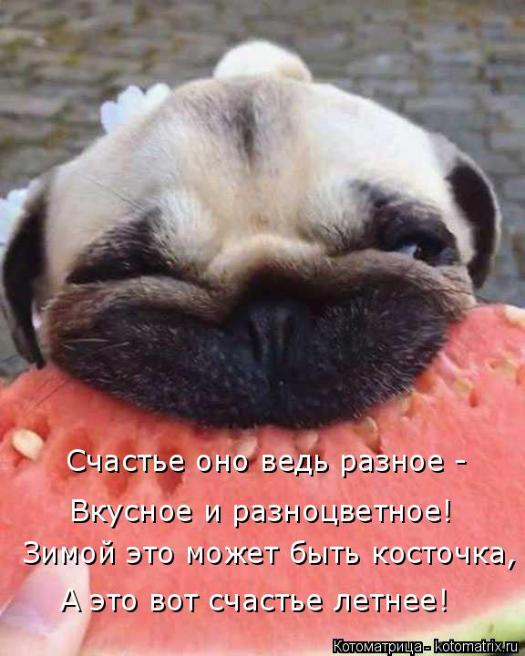 Счастье оно ведь разное - Вкусное и разноцветное! Зимой это может быть косточка, А это вот счастье ле... Котоматрица: Счастье оно ведь разное - Вкусное и разноцветное! Зимой это может быть косточка, А это вот счастье летнее!