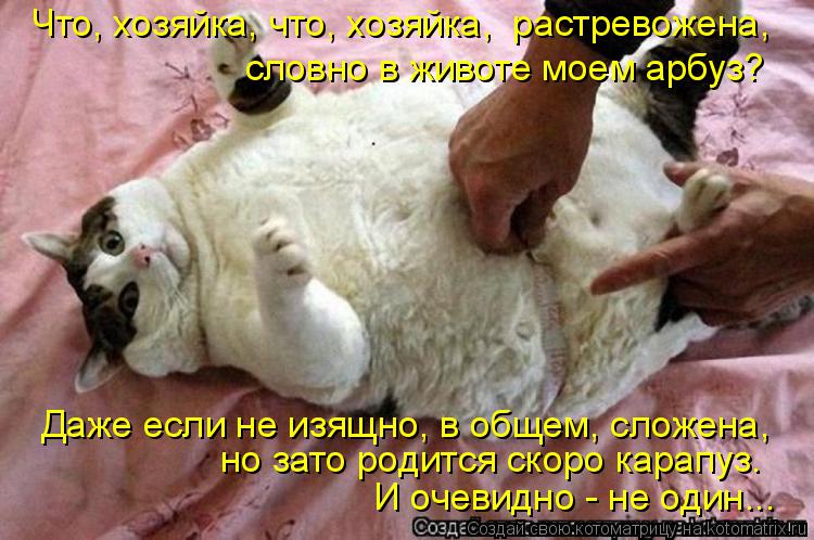Даже если не изящно, в общем, сложена, но зато родится скоро карапуз. И очевидно - не один... Что, хо... Котоматрица: Даже если не изящно, в общем, сложена, но зато родится скоро карапуз. И очевидно - не один... Что, хозяйка, что, хозяйка, растревожена, словно в