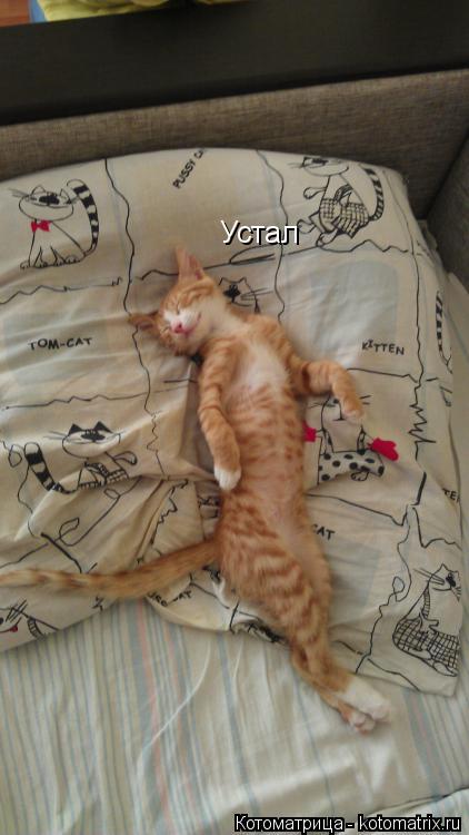 Котоматрица: Устал