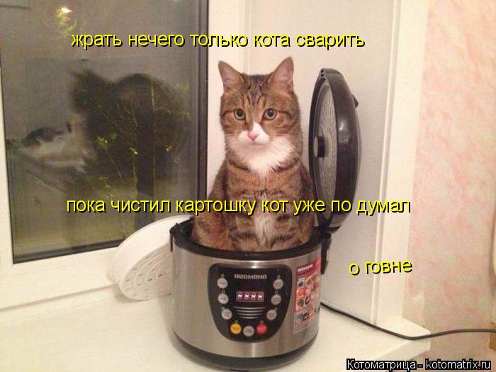 Котоматрица: жрать нечего только кота сварить  пока чистил картошку кот уже по думал о говне