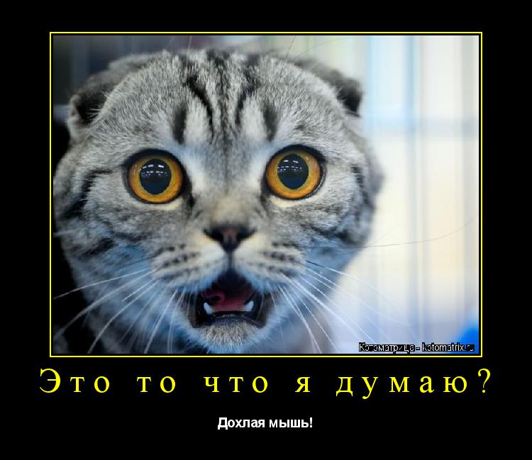 Это то что я думаю? Дохлая мышь!... Котоматрица: Это то что я думаю? Дохлая мышь!