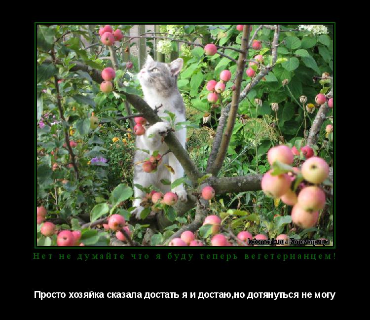 Нет не думайте что я буду теперь вегетерианцем! Просто хозяйка сказала достать я и достаю,но дотянуть... Котоматрица: Нет не думайте что я буду теперь вегетерианцем! Просто хозяйка сказала достать я и достаю,но дотянуться не могу