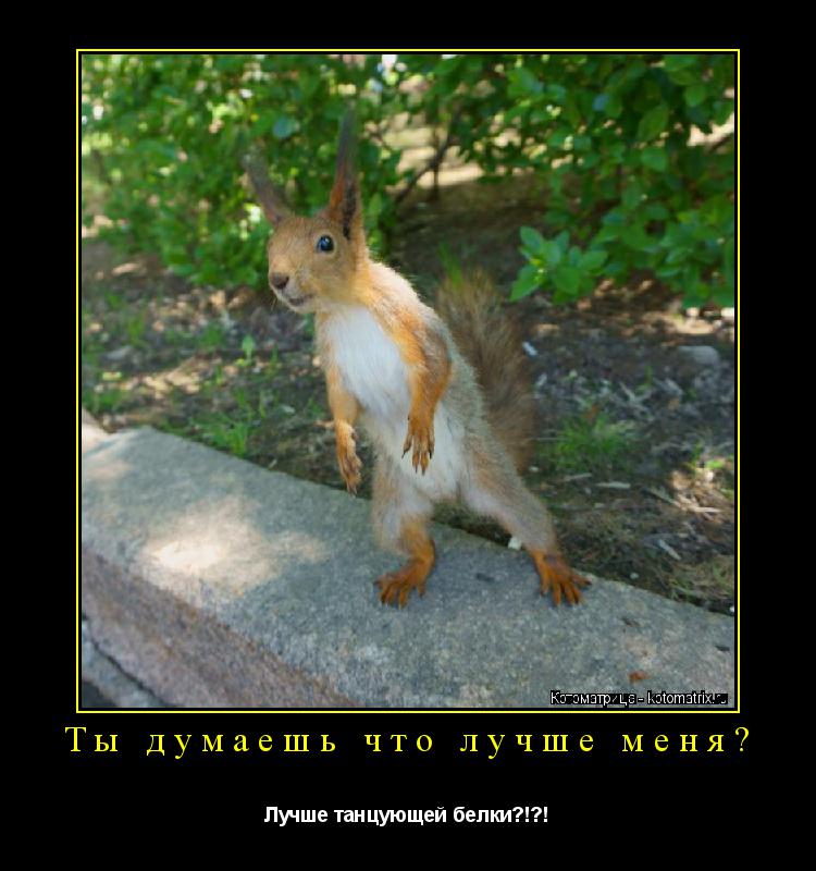 Ты думаешь что лучше меня? Лучше танцующей белки?!?!... Котоматрица: Ты думаешь что лучше меня? Лучше танцующей белки?!?!