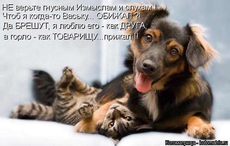 Чтоб я когда-то Ваську... ОБИЖАЛ ?! Да БРЕШУТ, я люблю его - как ДРУГА, Да БРЕШУТ, я люблю его - как ... Котоматрица: Чтоб я когда-то Ваську... ОБИЖАЛ ?! Да БРЕШУТ, я люблю его - как ДРУГА, Да БРЕШУТ, я люблю его - как ДРУГА, а горло - как ТОВАРИЩУ...прижал !! НЕ верьт