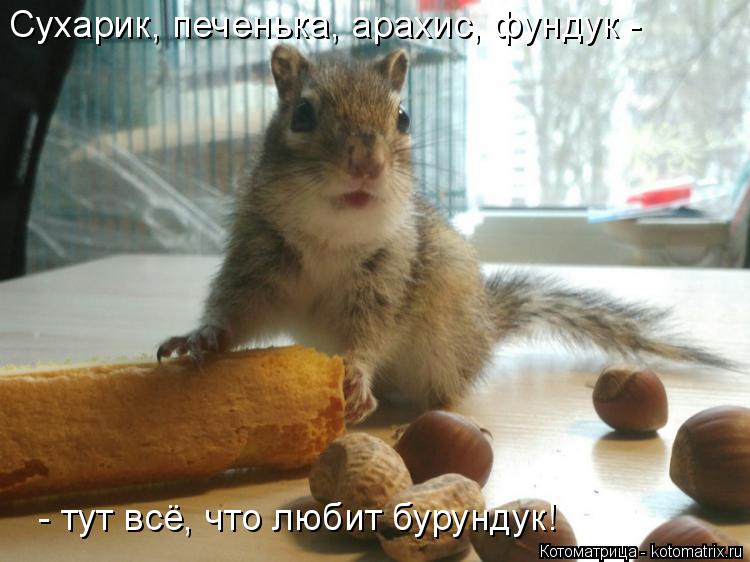Сухарик, печенька, арахис, фундук - - тут всё, что любит бурундук!... Котоматрица: Сухарик, печенька, арахис, фундук - - тут всё, что любит бурундук!