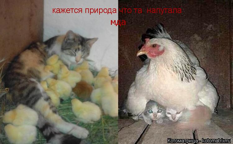 кажется природа что та напутала мда... Котоматрица: кажется природа что та напутала мда