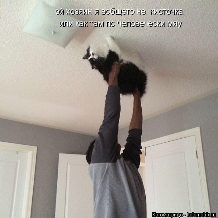 эй хозяин я вобщето не кисточка или как там по человечески мяу... Котоматрица: эй хозяин я вобщето не кисточка или как там по человечески мяу