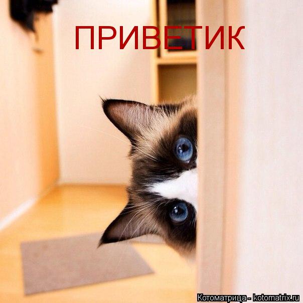 ПРИВЕТИК... Котоматрица: ПРИВЕТИК