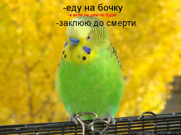 -еду на бочку -а если не дам чо будет -заклюю до смерти... Котоматрица: -еду на бочку -а если не дам чо будет -заклюю до смерти