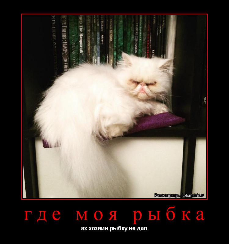 где моя рыбка ах хозяин рыбку не дал... Котоматрица: где моя рыбка ах хозяин рыбку не дал