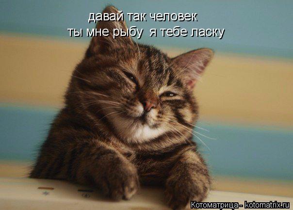давай так человек ты мне рыбу я тебе ласку... Котоматрица: давай так человек ты мне рыбу я тебе ласку