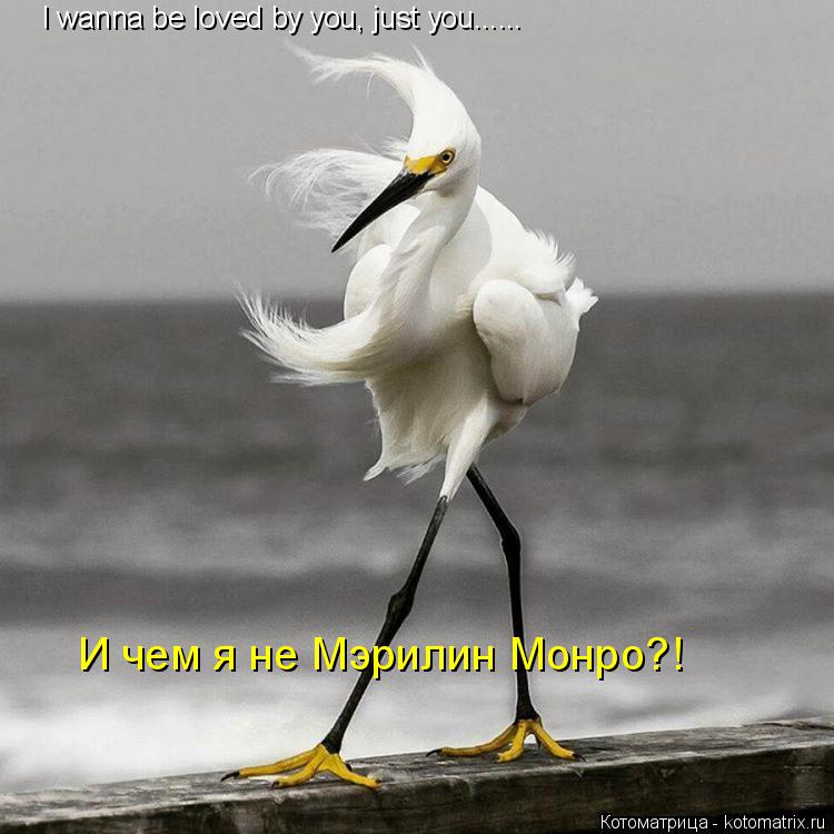 I wanna be loved by you, just you...... И чем я не Мэрилин Монро?!... Котоматрица: I wanna be loved by you, just you...... И чем я не Мэрилин Монро?!