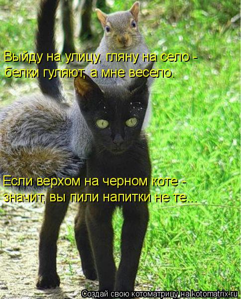 Выйду на улицу, гляну на село - белки гуляют, а мне весело. Если верхом на черном коте - значит, вы... Котоматрица: Выйду на улицу, гляну на село - белки гуляют, а мне весело. Если верхом на черном коте - значит, вы пили напитки не те...