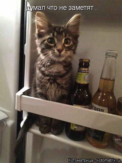 думал что не заметят .... Котоматрица: думал что не заметят .