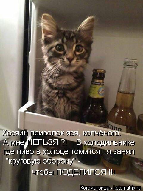 Хозяин приволок язя, копчёного. А мне НЕЛЬЗЯ ?! В холодильнике где пиво в холоде томится, я заня... Котоматрица: Хозяин приволок язя, копчёного. А мне НЕЛЬЗЯ ?! В холодильнике где пиво в холоде томится, я занял "круговую оборону" - чтобы ПОДЕЛИЛСЯ !!!