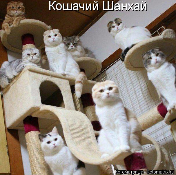 Кошачий Шанхай... Котоматрица: Кошачий Шанхай