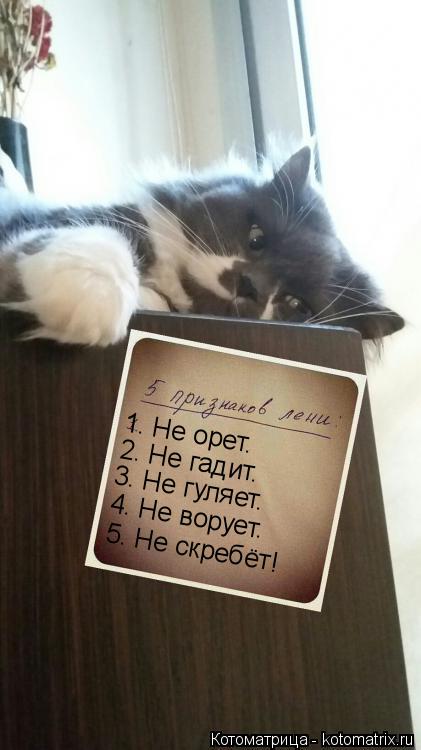 1. Не орет. 2. Не гадит. 3. Не гуляет. 4. Не ворует. 5. Не скребёт!... Котоматрица: 1. Не орет. 2. Не гадит. 3. Не гуляет. 4. Не ворует. 5. Не скребёт!