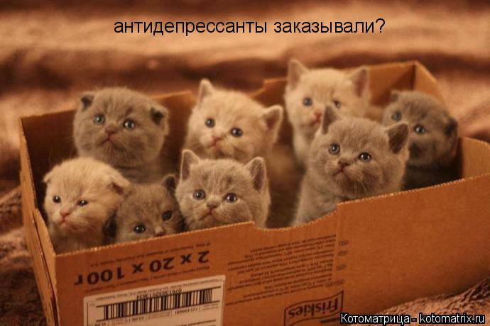 антидепрессанты заказывали?... Котоматрица: антидепрессанты заказывали?