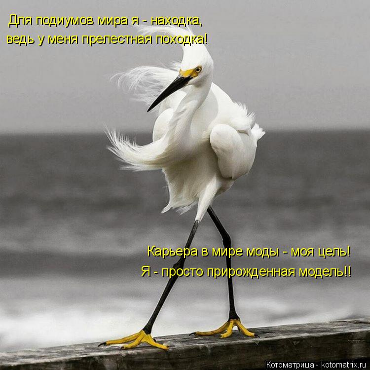 Для подиумов мира я - находка, ведь у меня прелестная походка! Карьера в мире моды - моя цель! Я - пр... Котоматрица: Для подиумов мира я - находка, ведь у меня прелестная походка! Карьера в мире моды - моя цель! Я - просто прирожденная модель!!