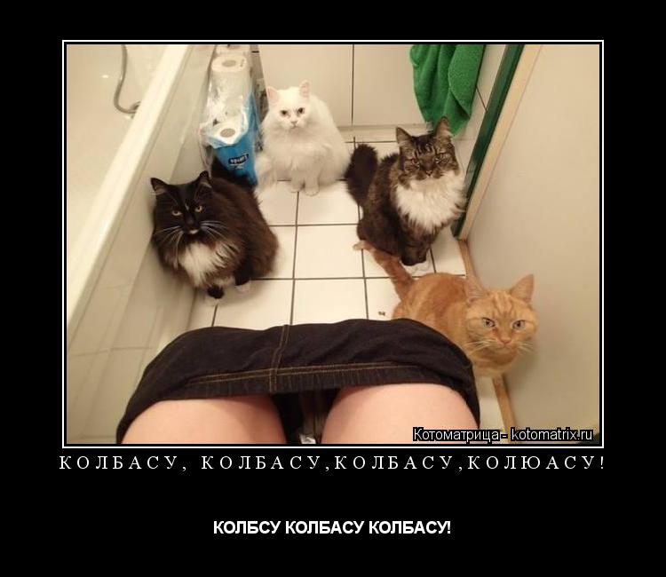 КОЛБАСУ, КОЛБАСУ,КОЛБАСУ,КОЛЮАСУ! КОЛБСУ КОЛБАСУ КОЛБАСУ!... Котоматрица: КОЛБАСУ, КОЛБАСУ,КОЛБАСУ,КОЛЮАСУ! КОЛБСУ КОЛБАСУ КОЛБАСУ!