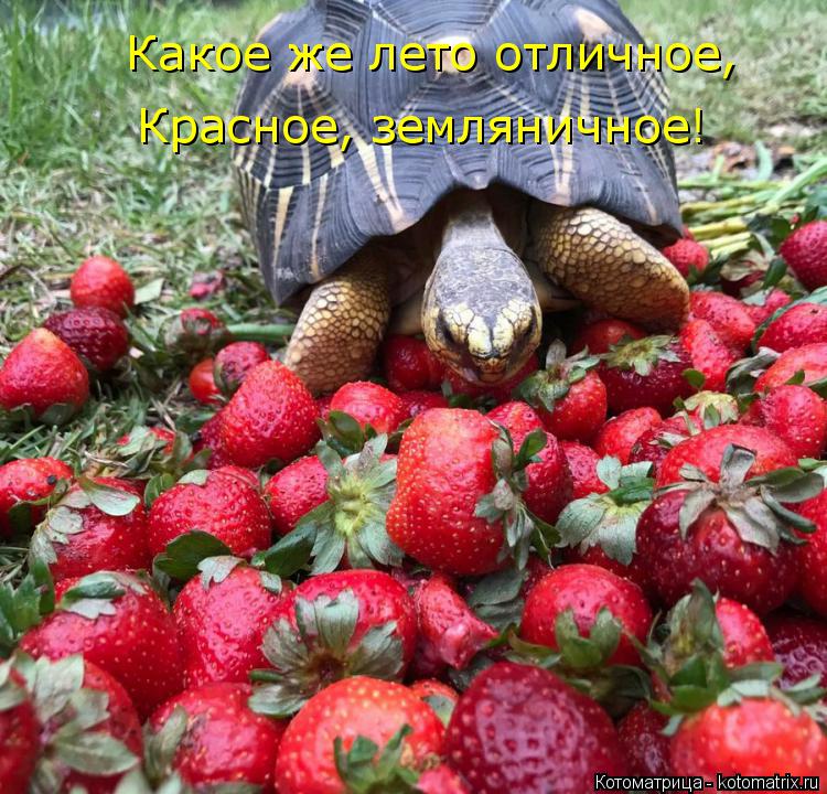 Какое же лето отличное, Красное, земляничное!... Котоматрица: Какое же лето отличное, Красное, земляничное!