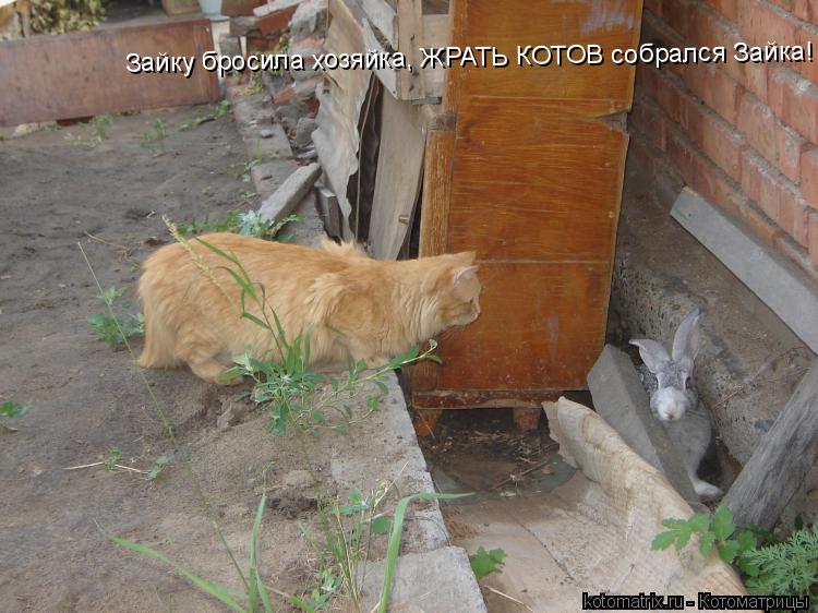 Зайку бросила хозяйка, ЖРАТЬ КОТОВ собрался Зайка!... Котоматрица: Зайку бросила хозяйка, ЖРАТЬ КОТОВ собрался Зайка!