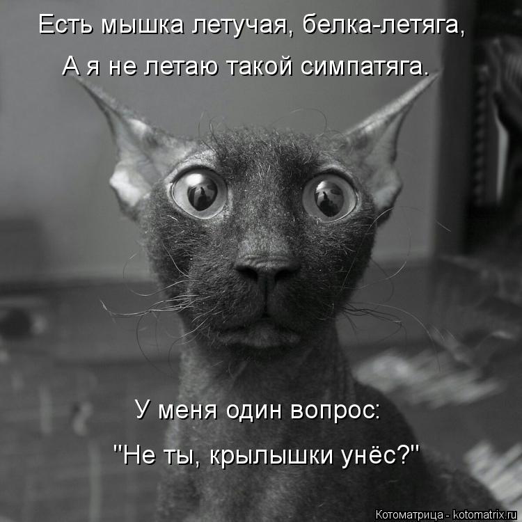 Есть мышка летучая, белка-летяга, А я не летаю такой симпатяга. У меня один вопрос: "Не ты, крылышки ... Котоматрица: Есть мышка летучая, белка-летяга, А я не летаю такой симпатяга. У меня один вопрос: "Не ты, крылышки унёс?"