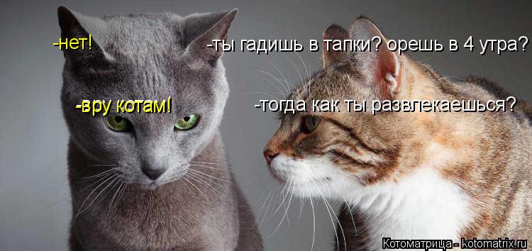-ты гадишь в тапки? орешь в 4 утра? -нет! -тогда как ты развлекаешься? -вру котам! -вру котам!... Котоматрица: -ты гадишь в тапки? орешь в 4 утра? -нет! -тогда как ты развлекаешься? -вру котам! -вру котам!