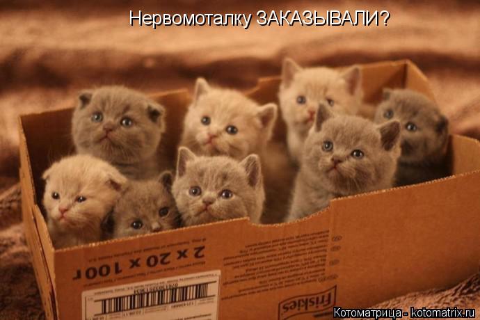 Нервомоталку ЗАКАЗЫВАЛИ?... Котоматрица: Нервомоталку ЗАКАЗЫВАЛИ?