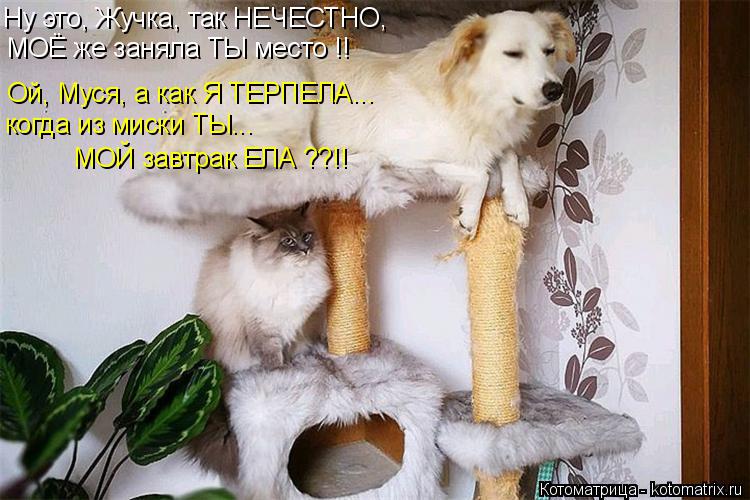 Ну это, Жучка, так НЕЧЕСТНО, МОЁ же заняла ТЫ место !! Ой, Муся, а как Я ТЕРПЕЛА... когда из миски ТЫ... Котоматрица: Ну это, Жучка, так НЕЧЕСТНО, МОЁ же заняла ТЫ место !! Ой, Муся, а как Я ТЕРПЕЛА... когда из миски ТЫ... МОЙ завтрак ЕЛА ??!!