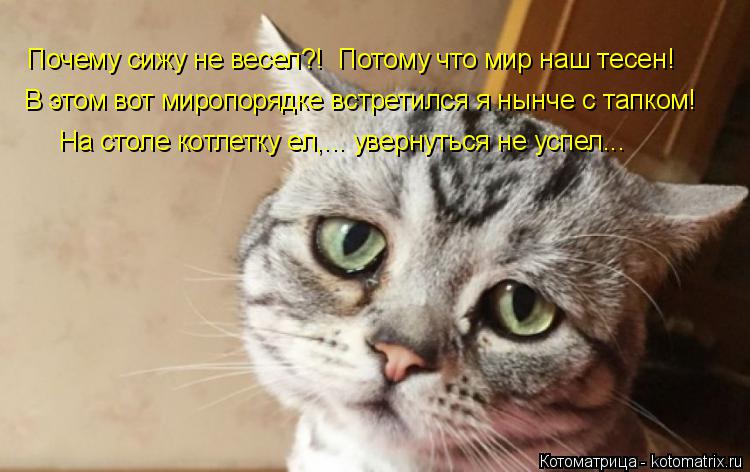 Почему сижу не весел?! Потому что мир наш тесен! В этом вот миропорядке встретился я нынче с тапком!... Котоматрица: Почему сижу не весел?! Потому что мир наш тесен! В этом вот миропорядке встретился я нынче с тапком! На столе котлетку ел,... увернуться не усп