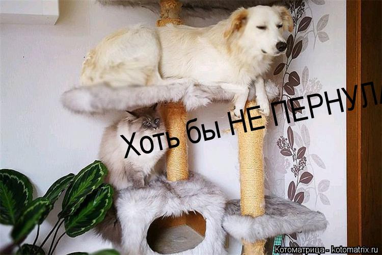 Хоть бы НЕ ПЕРНУЛА!... Котоматрица: Хоть бы НЕ ПЕРНУЛА!