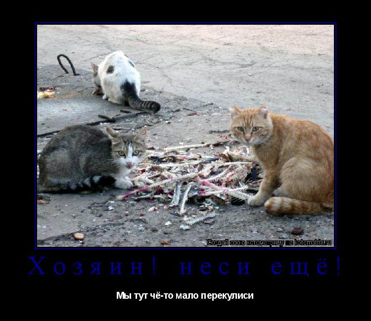 Хозяин! неси ещё! Мы тут чё-то мало перекулиси... Котоматрица: Хозяин! неси ещё! Мы тут чё-то мало перекулиси