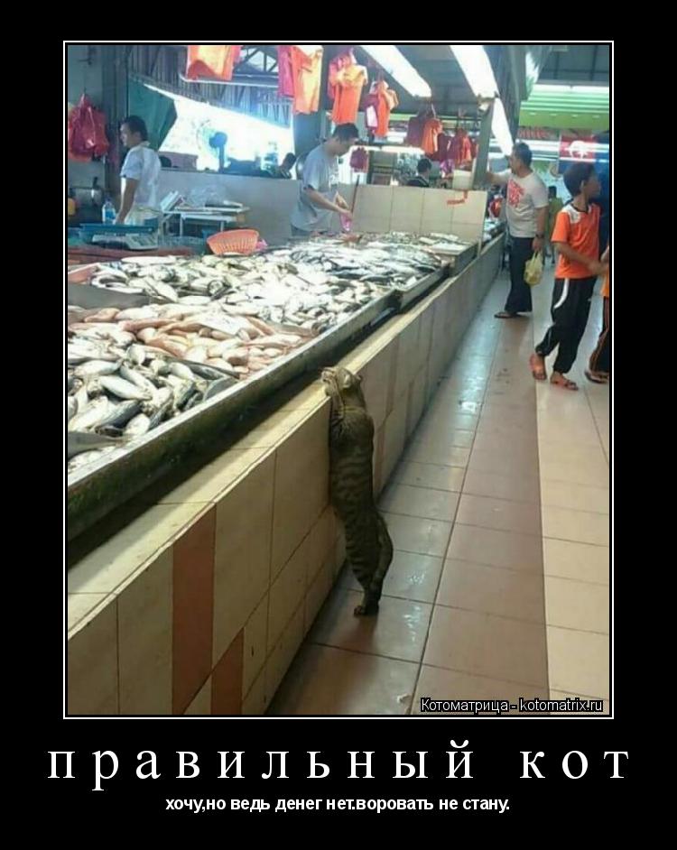 правильный кот хочу,но ведь денег нет.воровать не стану.... Котоматрица: правильный кот хочу,но ведь денег нет.воровать не стану.
